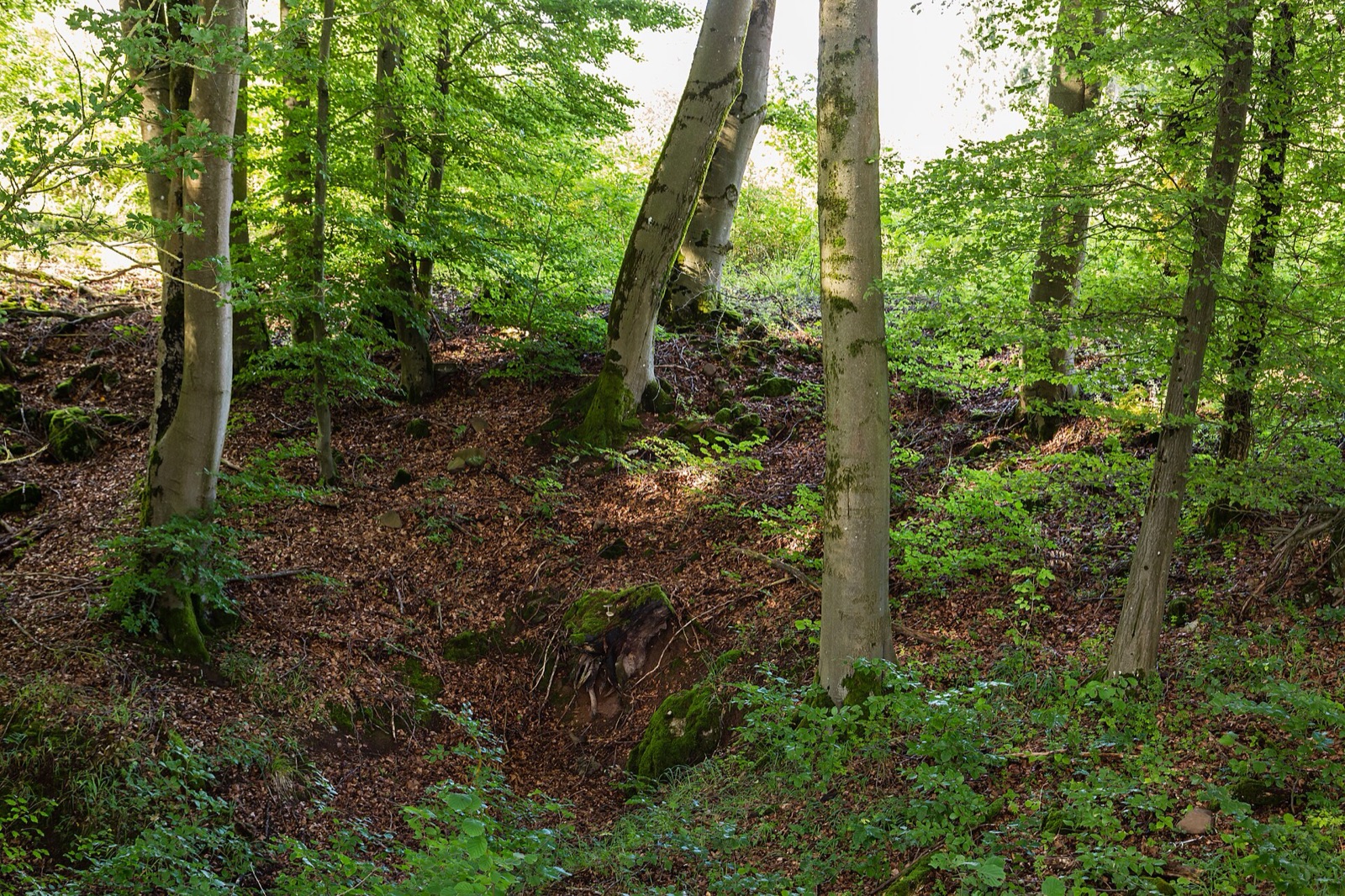 Walddolinen in Germany