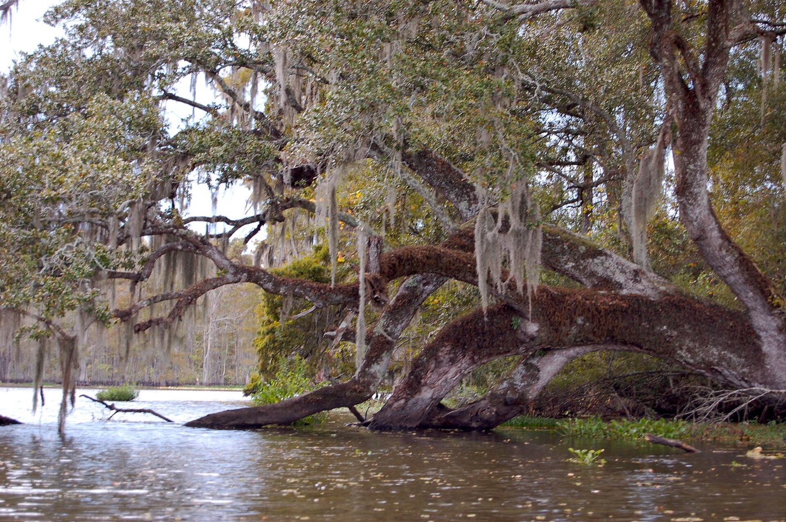 Bayou Corne sinkhole in United States