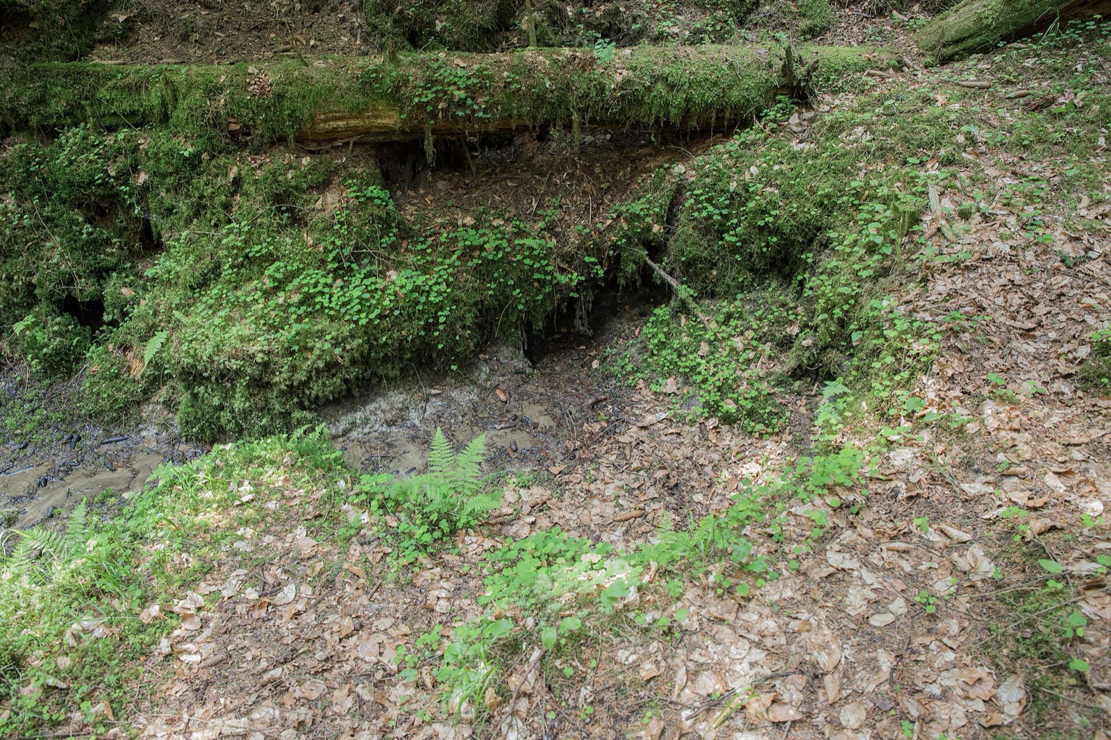 Ponordoline ESE von Weidensees in Germany
