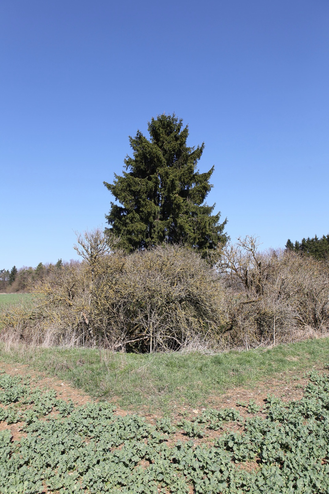 Doline Donnerloch E von Drossenhausen in Germany