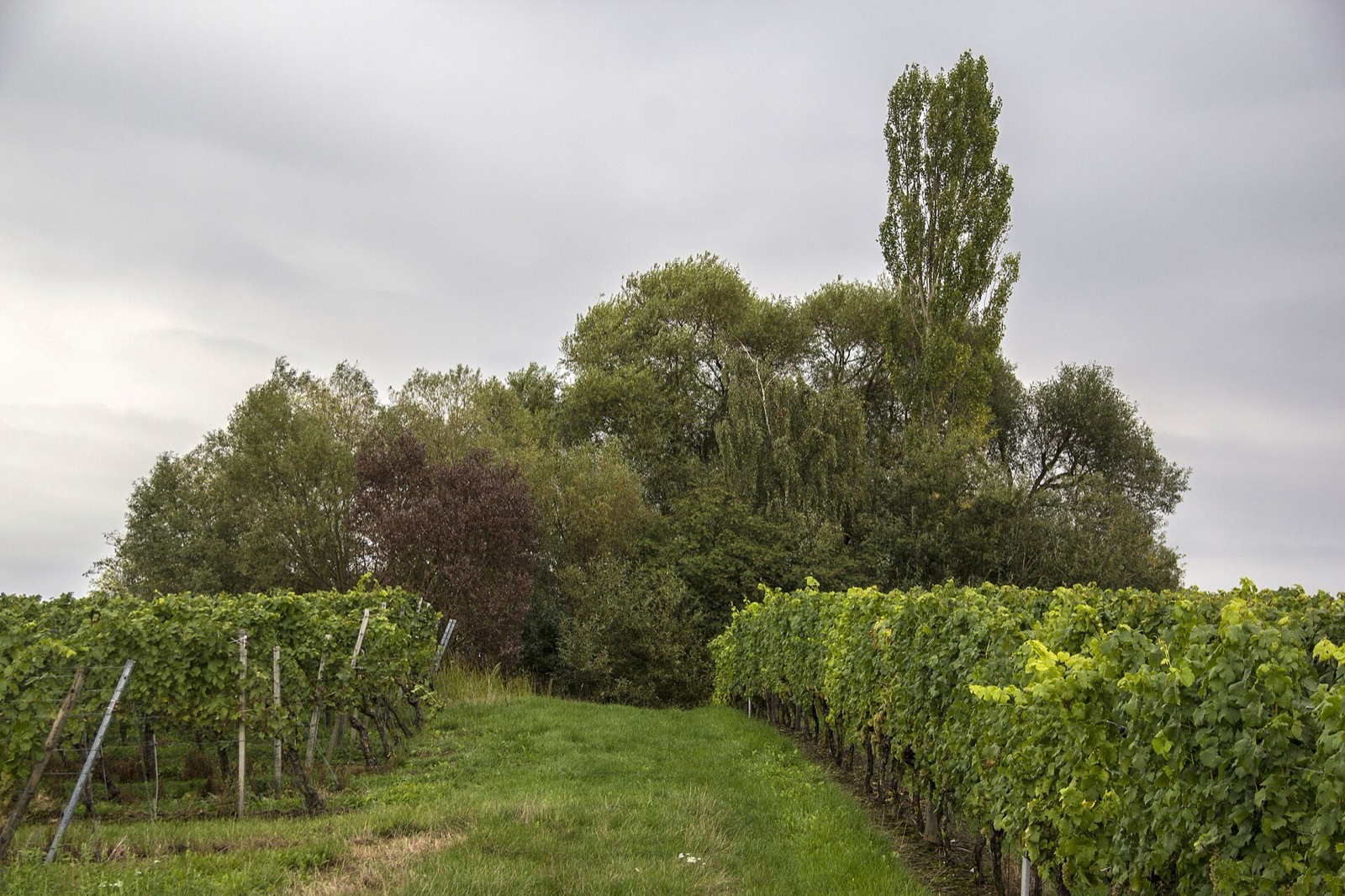 Eichelsee-Doline am Kreuzberg NNW von Sommerach in Germany
