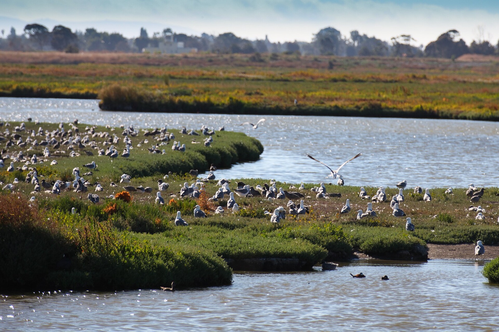 Hooks Island in United States