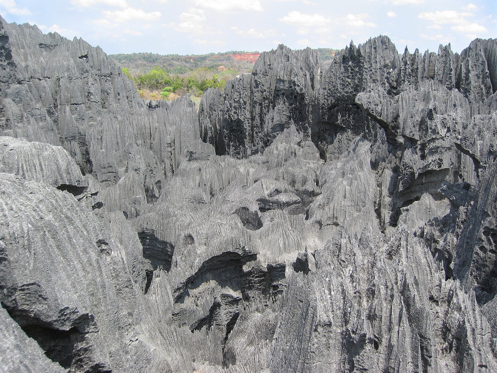 The forest made of stone needles in Madagascar