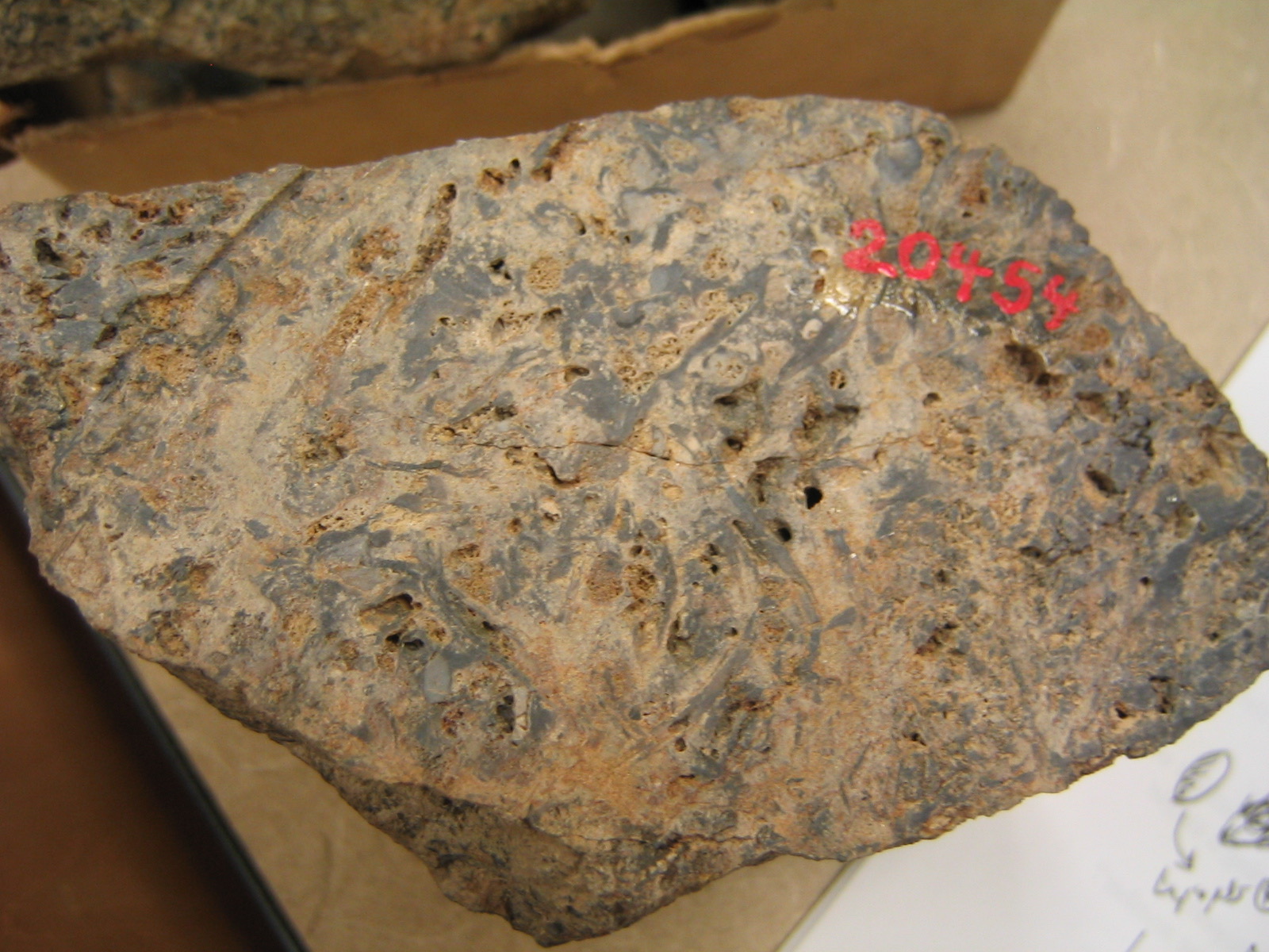 Rhynie chert in United Kingdom